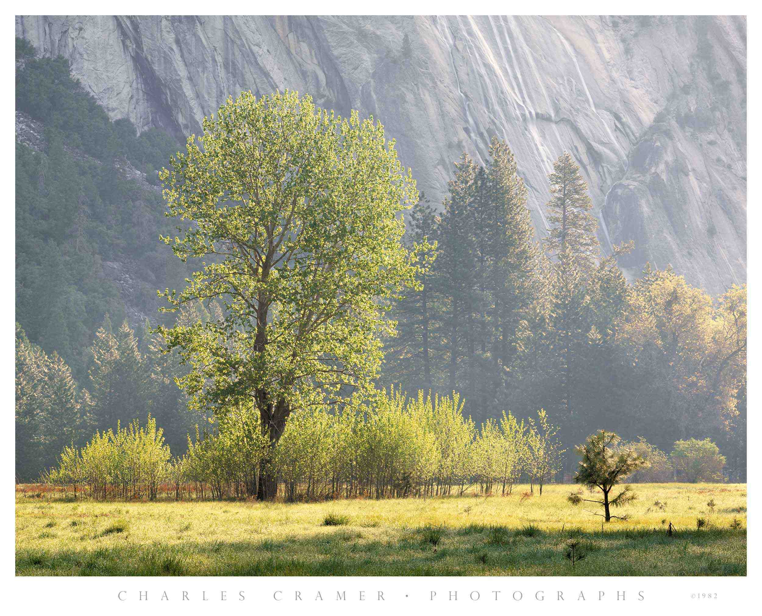 Spring Morning,  Ahwahnee Meadow, Yosemite