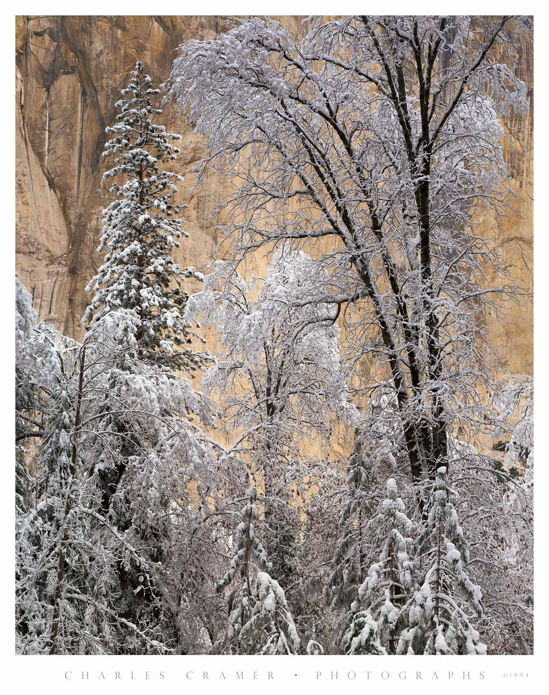 Snow-covered Trees,  El Capitan,  Winter Morning