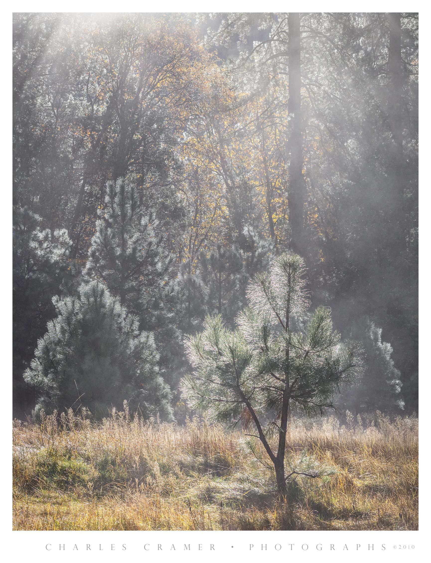 Mist, Backlit Trees, El Capitan Meadow, Yosemite