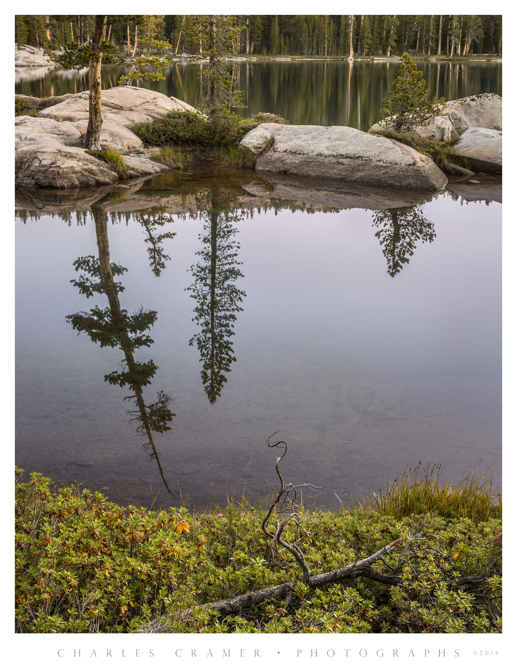 Tree Convergence, Alpine Lake, Yosemite