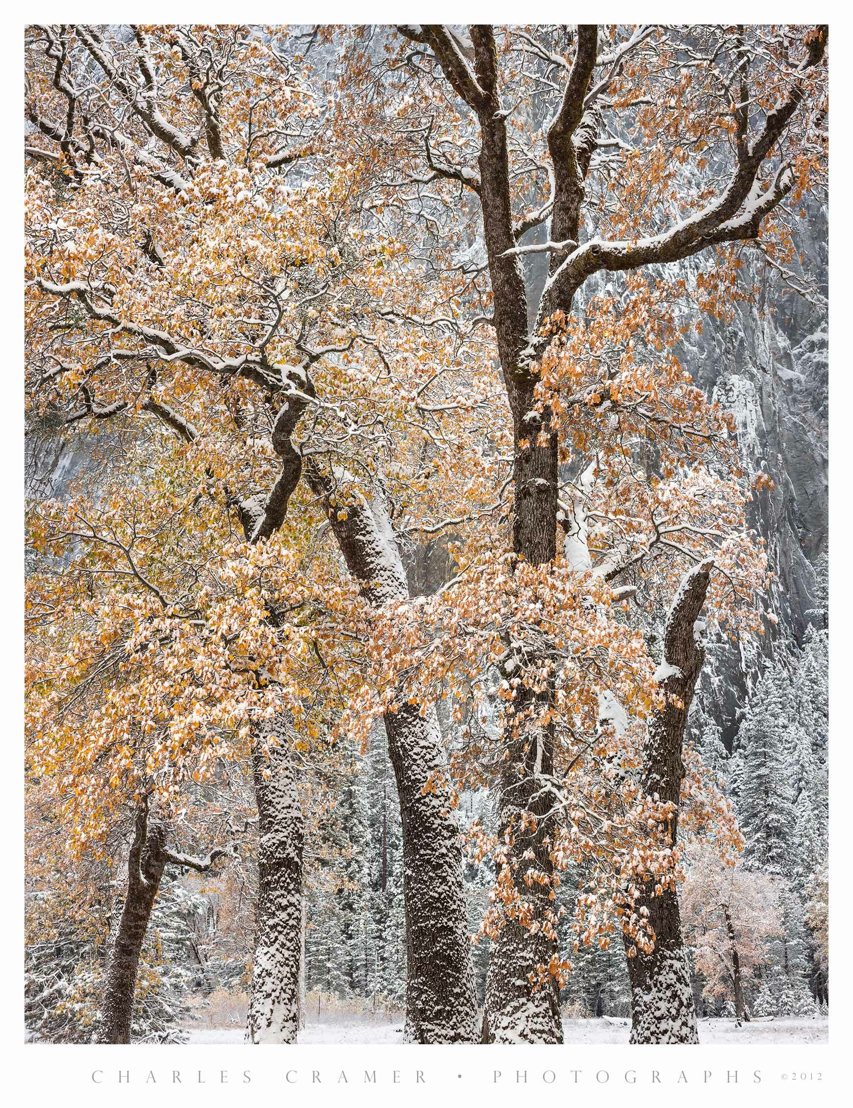 Autumn Snow, Black Oaks, Yosemite