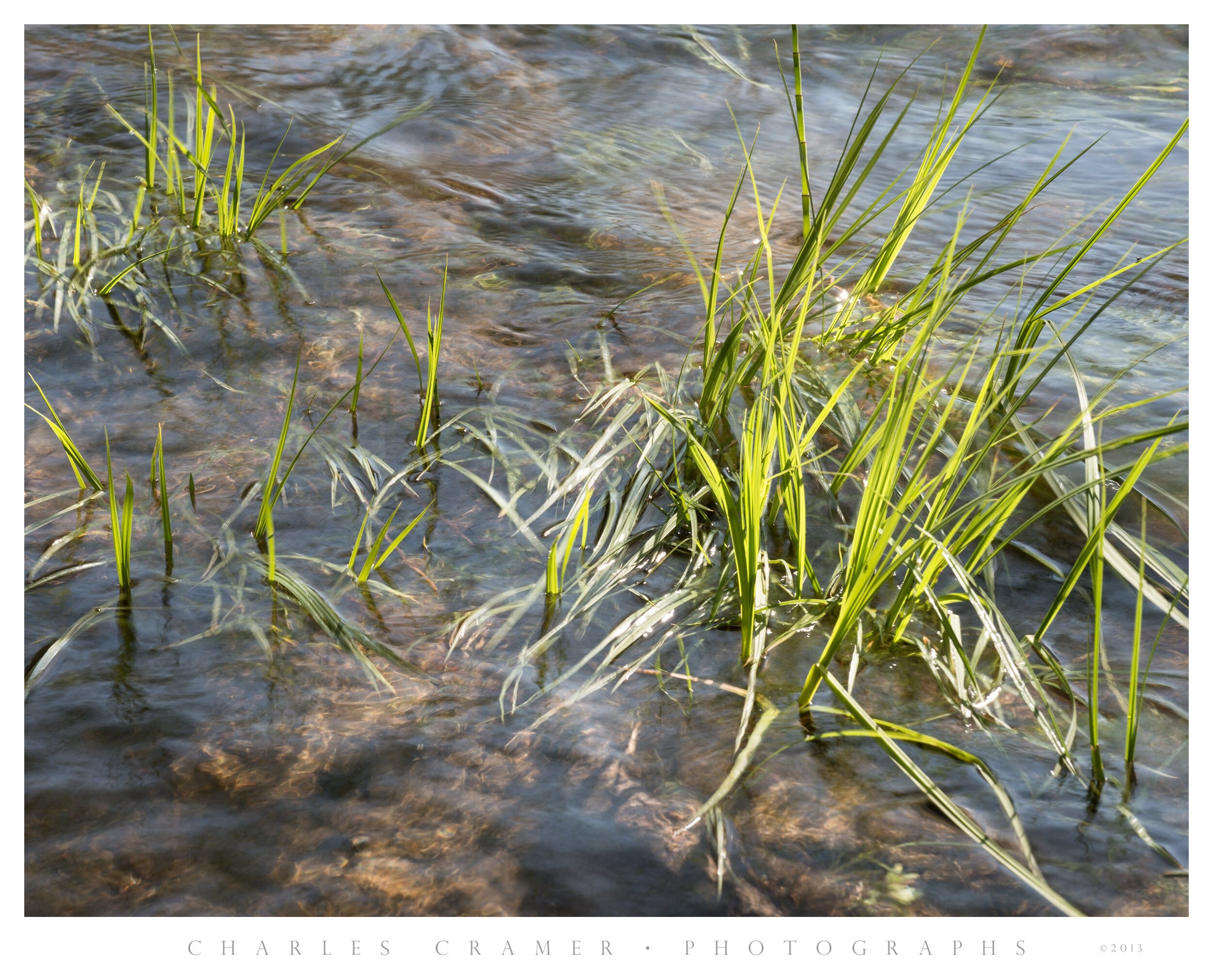 Sunlit Grasses, Spring, Merced River, Yosemite