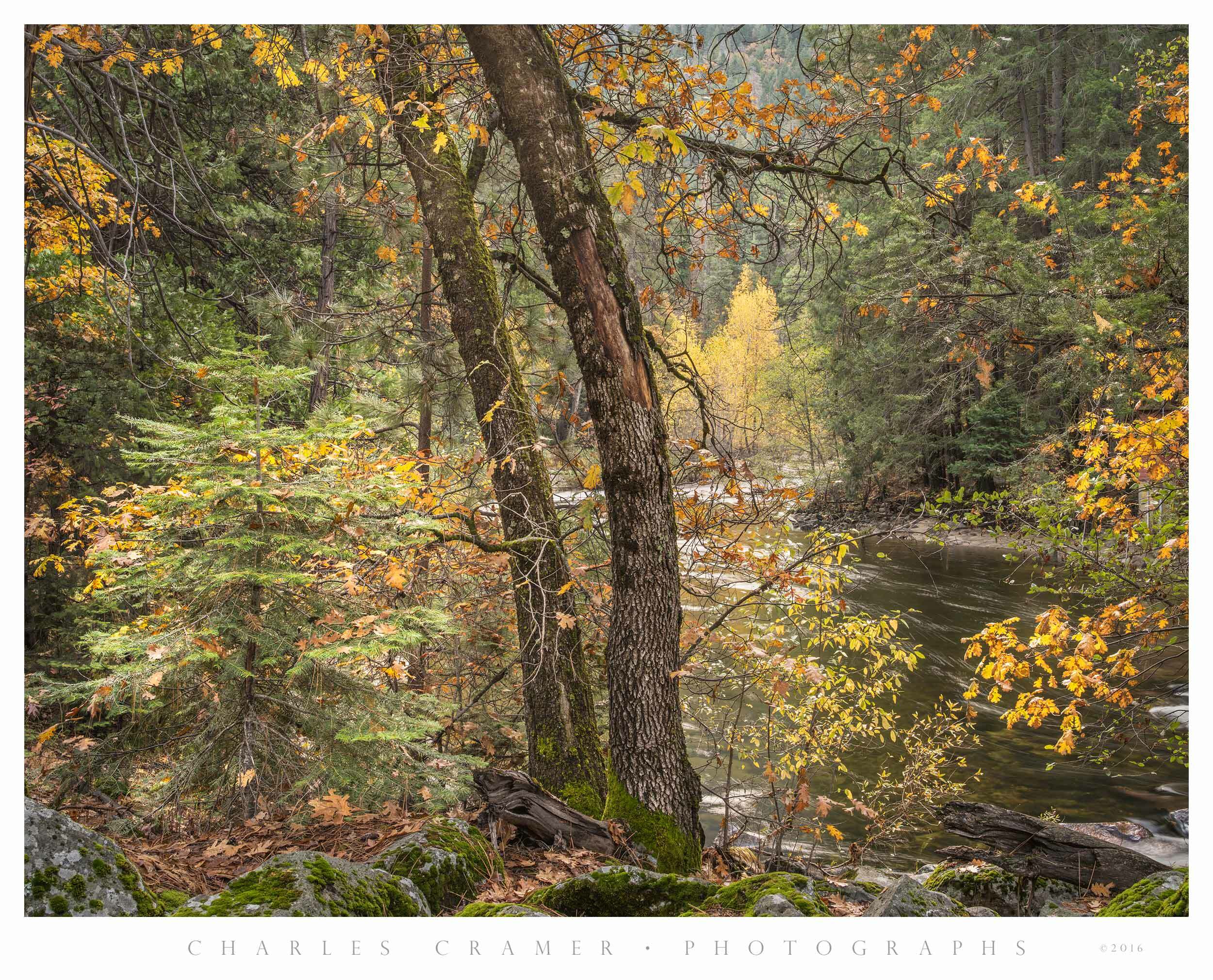 Curved Oaks, Fall, Merced Shore, Yosemite